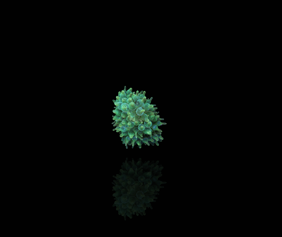 Entacmaea Quadricolor (green)